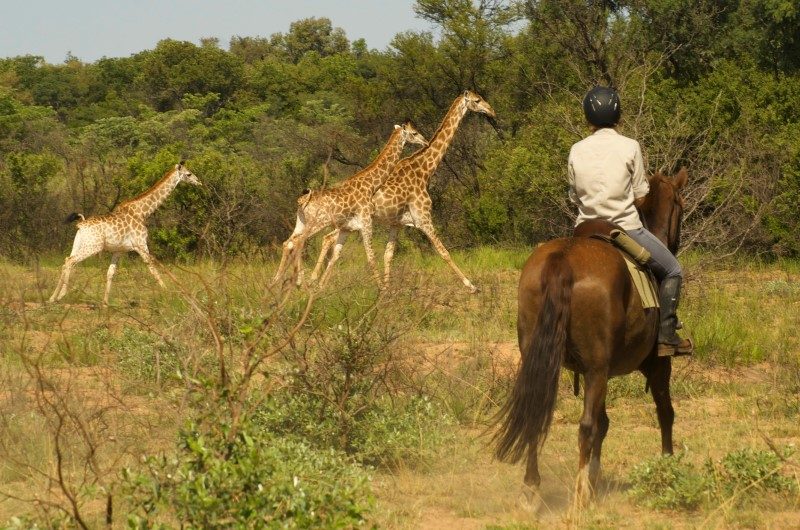 Caval&go : l’amour du cheval et du voyage 2