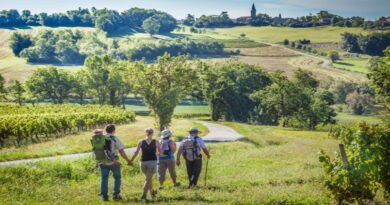 Tarn Vignoble