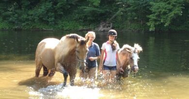 Le cheval, atout bien-être et équilibre mental 3