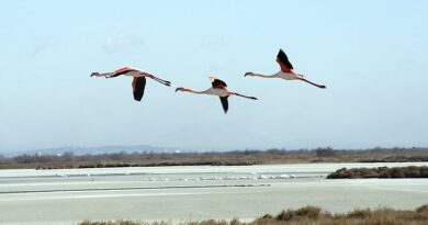 Randonneurs, cavaliers ou cyclistes, la Camargue vous donne rendez-vous cet hiver 12