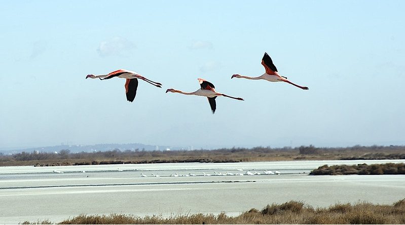 Randonneurs, cavaliers ou cyclistes, la Camargue vous donne rendez-vous cet hiver 1