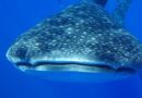 Et si on allait nager avec les requins-baleines à Sainte-Hélène ?