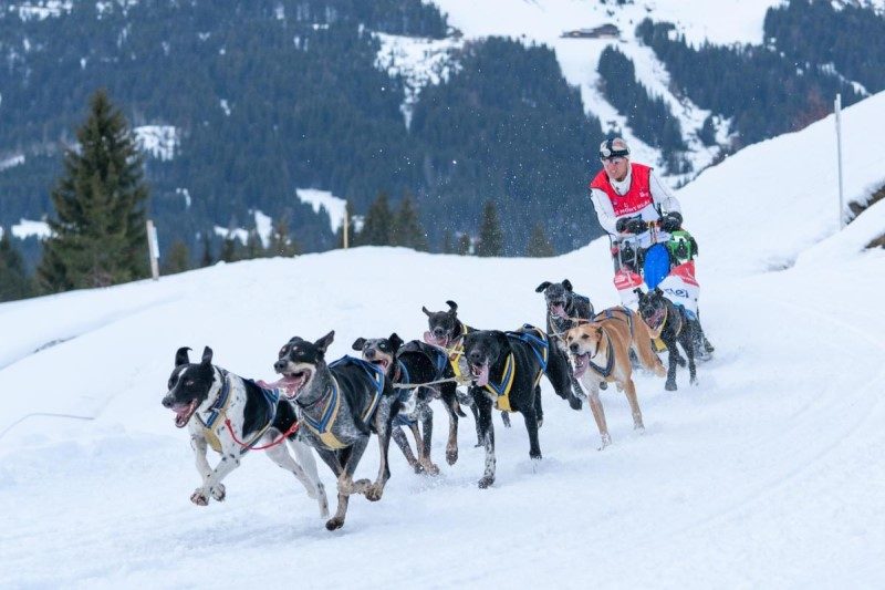 La Grande Odyssée Savoie Mont Blanc dans les starting blocks 4