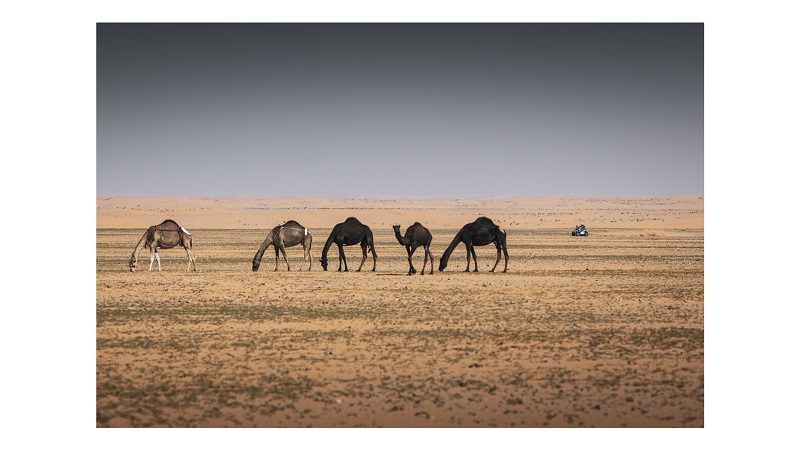 Avec le Dakar, l’Arabie Saoudite s’offre une vitrine touristique et son lot de polémiques 1