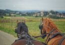 Avec « La route du poisson », les chevaux de trait reprennent du service