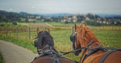 Avec « La route du poisson », les chevaux de trait reprennent du service 5