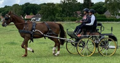 En Vallée de Chevreuse, le cheval au coeur d'activités de teambuilding 2