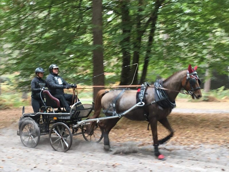 Du cheval à l'homme