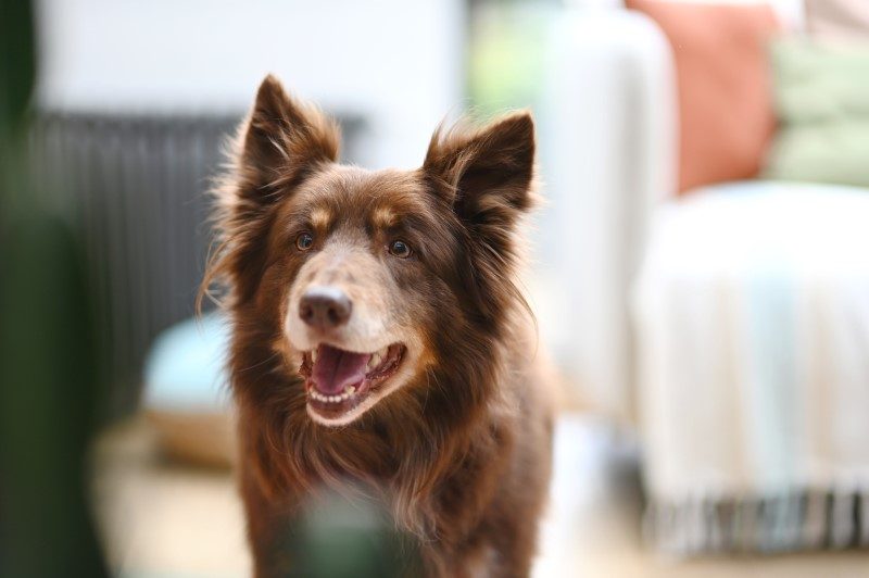 JO, les chiens peuvent s’y mettre aussi 1