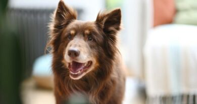 JO, les chiens peuvent s’y mettre aussi 2