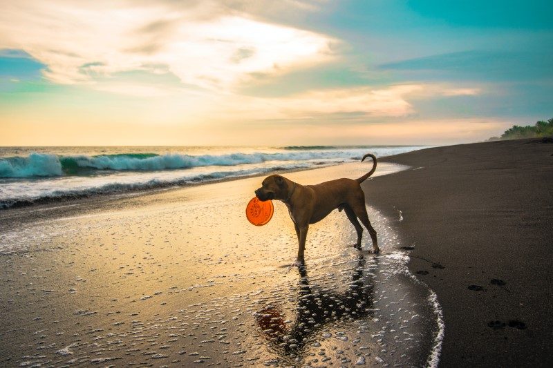 JO, les chiens peuvent s’y mettre aussi 5