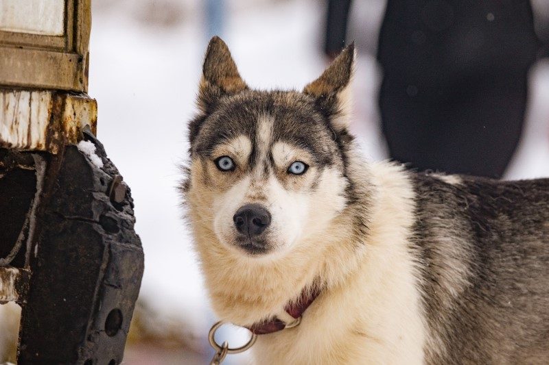 Au royaume de La Grande Odyssée, les chiens sont rois 3