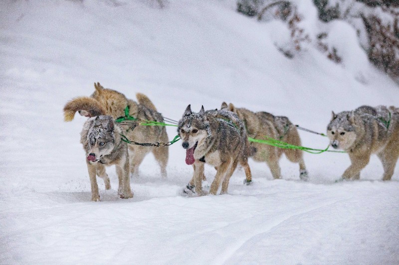 Au royaume de La Grande Odyssée, les chiens sont rois 10