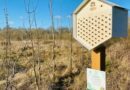 Golf : Bluegreen pense aux abeilles pour protéger l’environnement