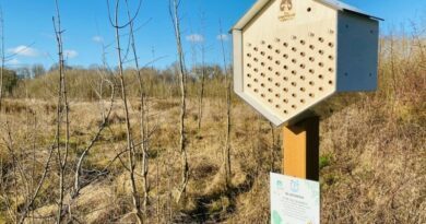 Golf : Bluegreen pense aux abeilles pour protéger l’environnement 2