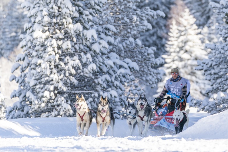 Au royaume de La Grande Odyssée, les chiens sont rois 5