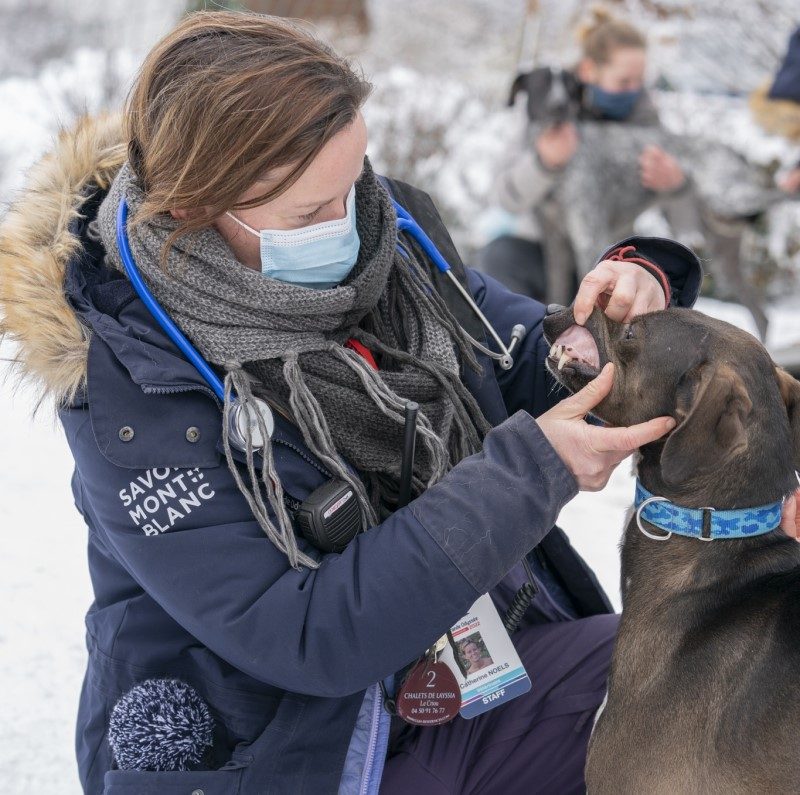 Au royaume de La Grande Odyssée, les chiens sont rois 8