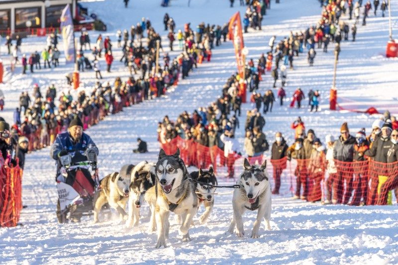 Au royaume de La Grande Odyssée, les chiens sont rois 1