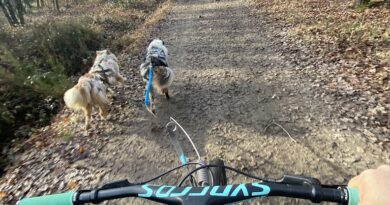 Et si vous vous laissiez tenter par la cani-trottinette ? 2