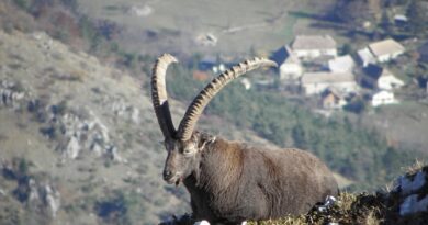 Trois séjours sportifs « clé en main » à réaliser cet été en montagne 5