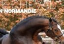 Tout pour réussir son séjour autour du cheval en Normandie