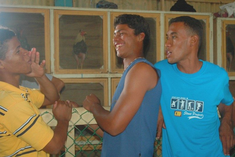 Et grogne la gallera ! Combats de coq : un "sport" dominicain 5