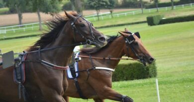 Vague de chaleur : la filière hippique se mobilise pour protéger ses chevaux 2