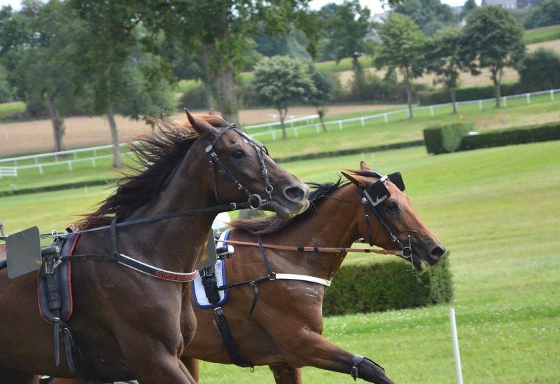 Vague de chaleur : la filière hippique se mobilise pour protéger ses chevaux 1