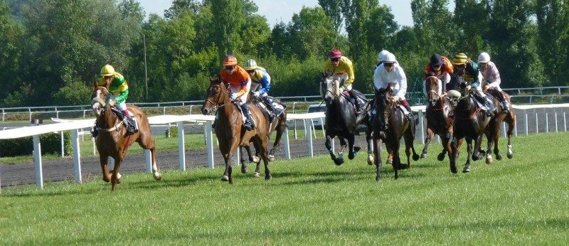 Vague de chaleur : la filière hippique se mobilise pour protéger ses chevaux 2