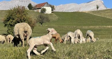 GR 69 La Routo, sur les chemins de la transhumance 5
