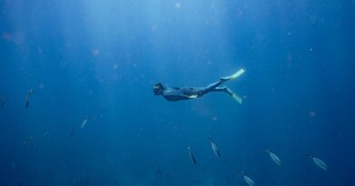 Trois excellentes raisons pour faire de la plongée en Guadeloupe