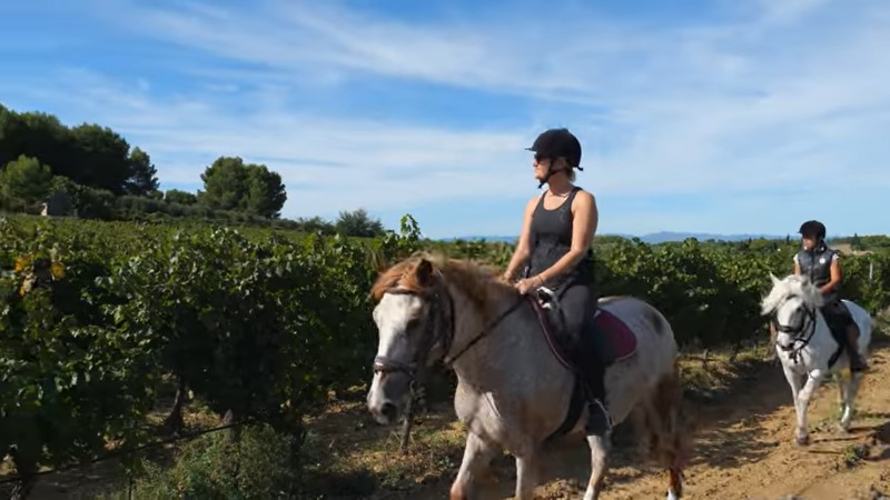 Discover the Languedoc vineyards on horseback or in a buggy 1