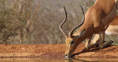 Afrique du Sud : bienvenue dans le pays arc-en-ciel 2