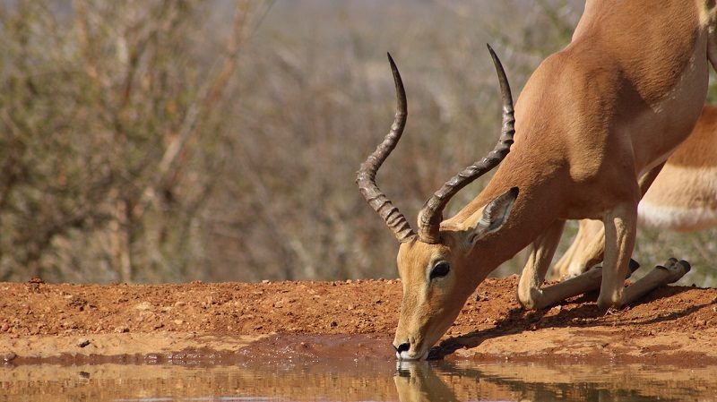 Afrique du Sud