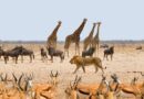La Namibie, des animaux et le désert