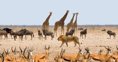 La Namibie, des animaux et le désert 2