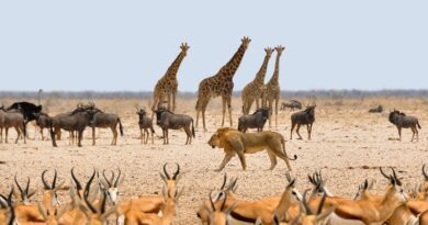 La Namibie, des animaux et le désert