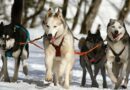 Les sorties en chiens de traîneau « cartonnent » sur la plate-forme Manawa