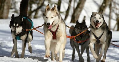 Les sorties en chiens de traîneau « cartonnent » sur la plate-forme Manawa 3