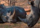 Zambie : safari oui… mais à pied !