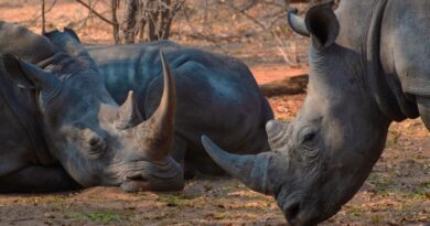 Zambie : safari oui… mais à pied !