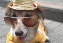 Avec Azureva, chien et chat font aussi leurs valises