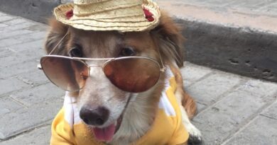 chien déguisé