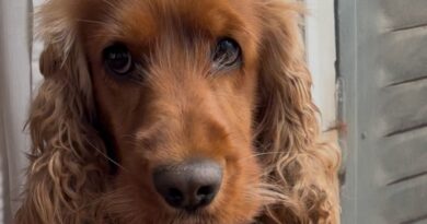Vacances avec son chien : C'est possible avec Decathlon Travel 3