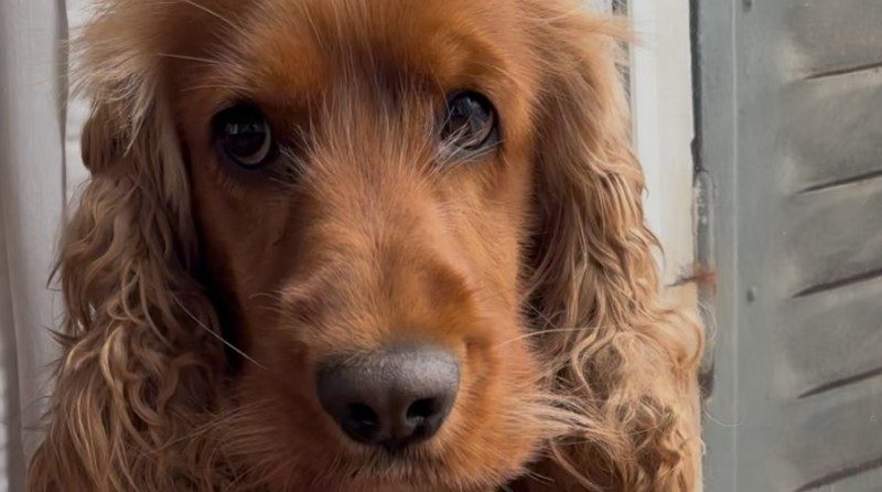 Chien en vacances : C’est possible avec Decathlon Travel
