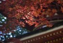 Le Kōyō, la plus tradition belle d’automne au Japon