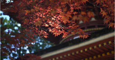 Le Kōyō, la plus tradition belle d’automne au Japon