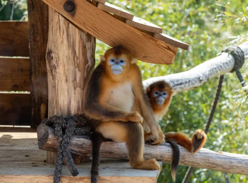 Le ZooParc de Beauval recrute des ambassadeurs pour la Caravane du Tour de France cet été 1