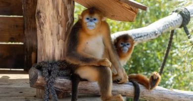 Le ZooParc de Beauval recrute des ambassadeurs pour la Caravane du Tour de France cet été
