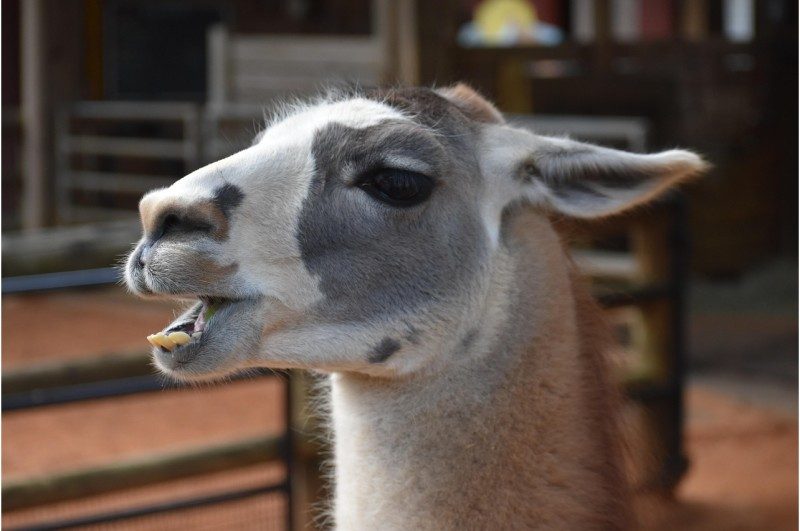 Tour de France 2026 : le ZooParc de Beauval mise sur les sons animaliers 1 Tour de France 2026 : le ZooParc de Beauval mise sur les sons animaliers 1